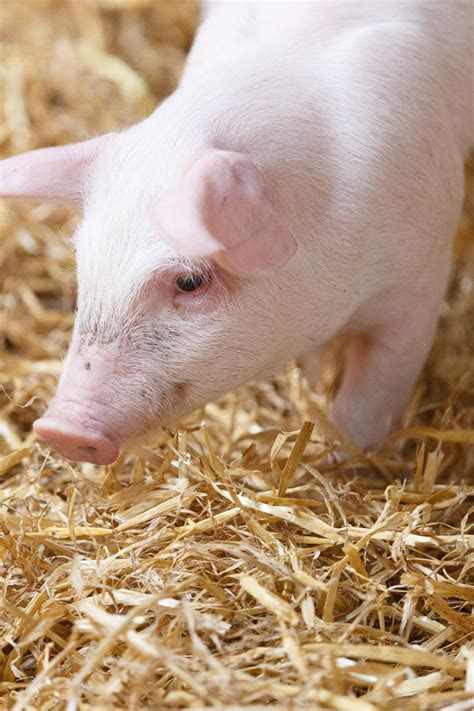 Little Pig In Barn Free Stock Photo - Public Domain Pictures