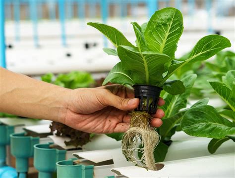 How Hydroponic Farming Works