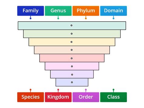 Taxonomic Levels - Labelled diagram 