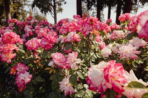 The Basics of Growing Roses: A Beginner's Rose Growing Guide | Mainaam ...