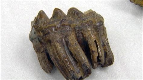 Ancient mastodon teeth found amid donations - TODAY.com