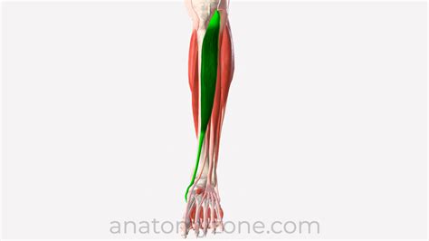 Arteria Tibialis Anterior