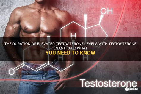 The Duration Of Elevated Testosterone Levels With Testosterone