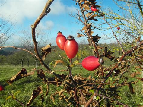 Poze Copac Ramură Inflori Fruct Frunze Floare Sălbatic