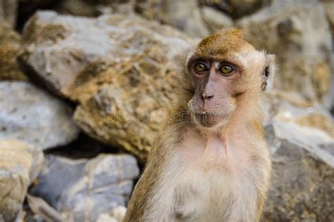 Wild Monkey from the Jungle, Krabi, Thailand Stock Image - Image of ...