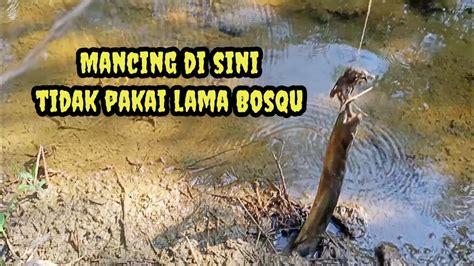 Mancing Belut Di Parit Kebun Sawit Youtube