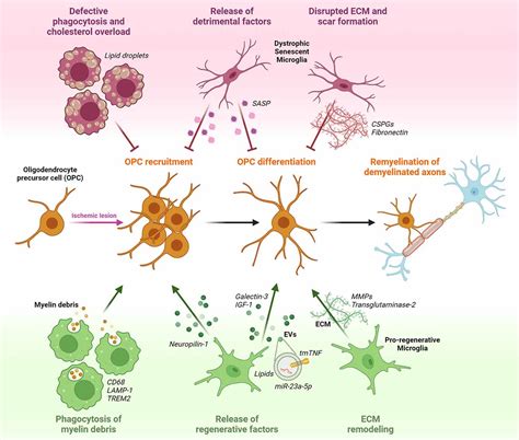 Frontiers Dynamics Of Microglia Activation In The Ischemic Brain