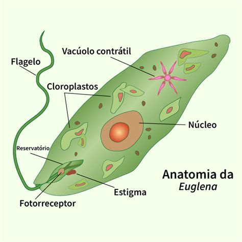 Imagens Do Reino Protista - Celula Do Reino Protista