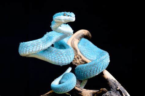 Blue viper snake stock photo. Image of blue, lizard - 254233488