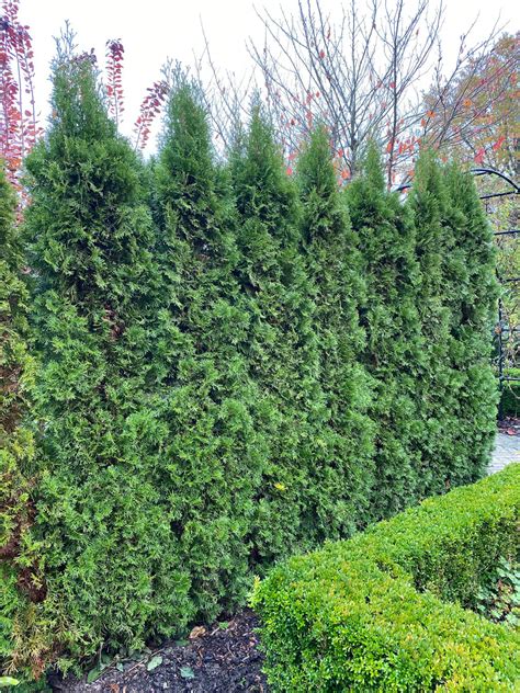 Thuja Green Giant Arborvitaen Eureka Farms