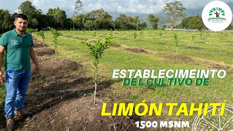 Establecimiento del cultivo de Limón Tahití YouTube