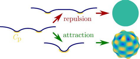 The Proteins Yellow Impose A Spontaneous Curvature Cp On The Membrane