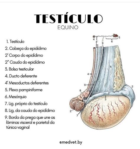 Anatomia do testiculo equino Dermatologia veterinária Radiologia