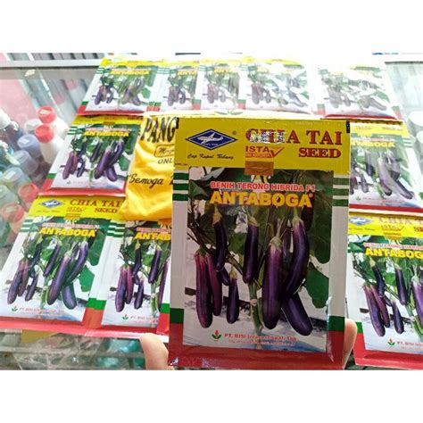 10g BENIH TERONG UNGU ANTABOGA Lazada Indonesia