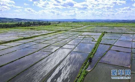 吉林延边：47万公顷水稻插秧结束 缓苗情况良好时图图片频道云南网