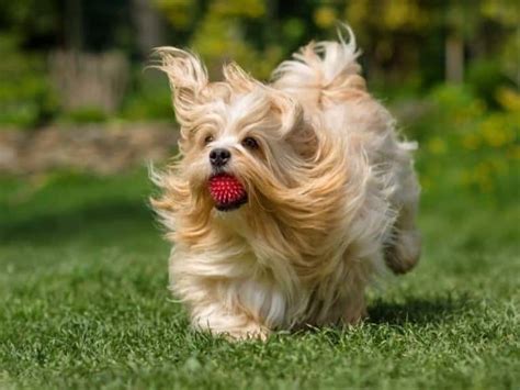 How Long Does Havanese Hair Grow Explained