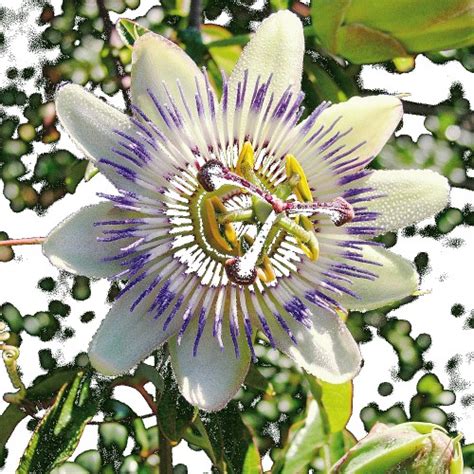 Mr Fothergills RHS Passion Flower Seeds - Compare Prices & Where To Buy ...