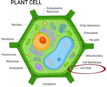 Cell Wall - Biology Simple 