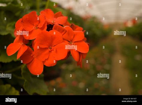 Pelargonium x hortorum hi-res stock photography and images - Alamy