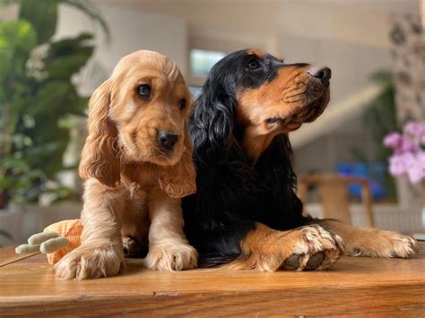 I went to the vet today Mummy... - Jourdelay Cocker Spaniels | Facebook