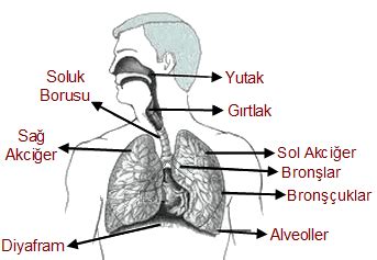 Solunum S Stem Sinif Konu Anlatimi