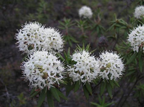 Labrador Tea Info – Labrador Tea Shrub Care And Growing Requirements