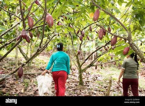 Farmers Harvest Cocoa Pods From The Trees Of A Cocoa Plantation In