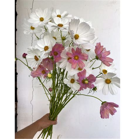 Космея семена._80 - купить по выгодным ценам в интернет-магазине OZON ...