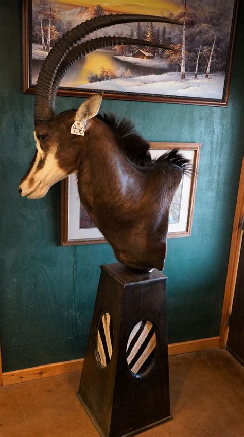 Beautiful Sable Antelope Shoulder Floor Pedestal Taxidermy Mount Auction