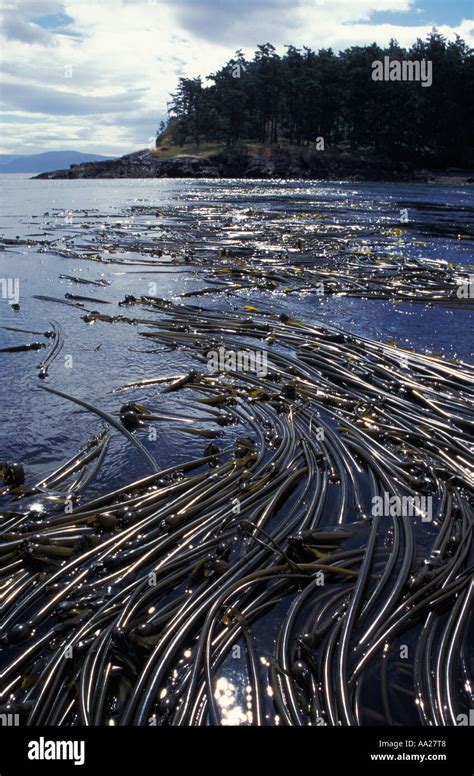 Bull kelp forest hi-res stock photography and images - Alamy