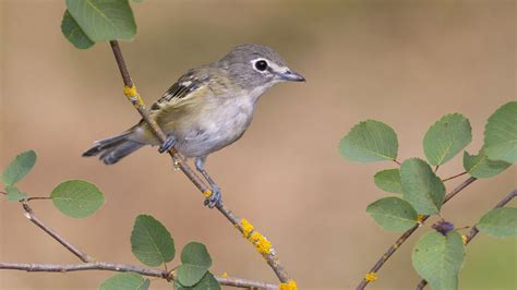 Cassins Vireo Audubon Field Guide