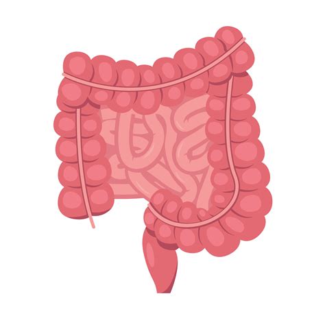 Human Small And Large Intestine Internal Organ Digestive Tract On