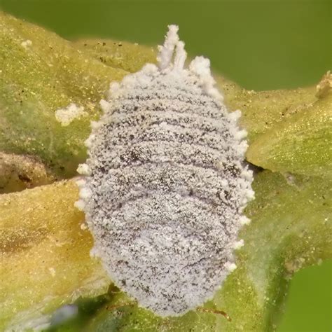 Cyprus Mealybug Main BioBee Peru