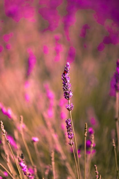 Campos De Lavanda En Brihuega Guadalajara Espa A Foto Premium