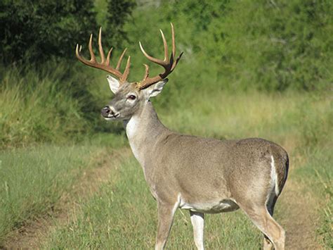 White-Tailed Deer Gallery - King Ranch Hunting