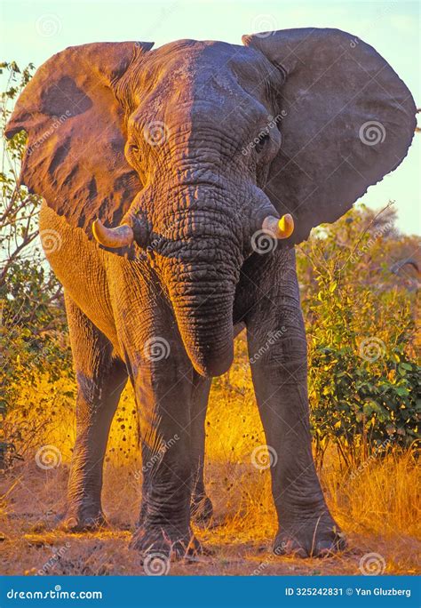 Tusked African Elephant Playing With Some Grass And Putting It On Its