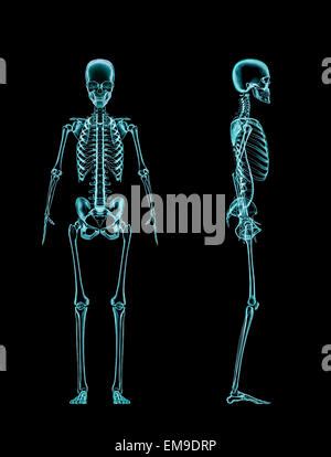 D Render Of A Female Medical Skeleton With Close Up On Back Stock