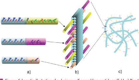 Figure 1 From Designer Self Assembling Peptide Scaffolds For 3 D Tissue