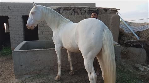 Arabian Horse Price In Pakistan - Falocasa