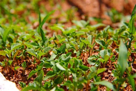 Garden with Green Leaf Plants Stock Image - Image of green, nature ...