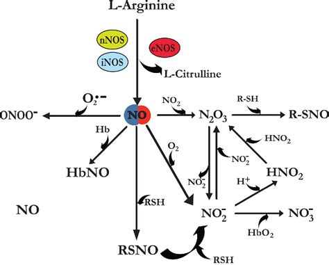 Figure 1 From H2S Regulation Of Nitric Oxide Metabolism Semantic Scholar