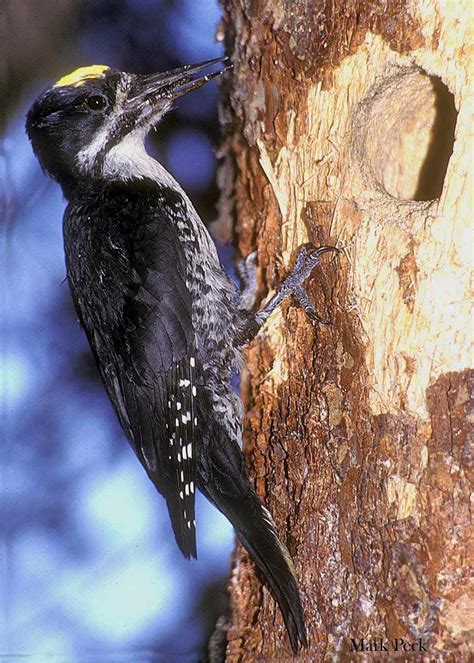 Black-backed Woodpecker - eBirdr