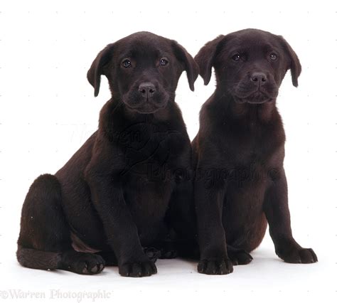 Dogs: Black Labrador puppies photo - WP09330