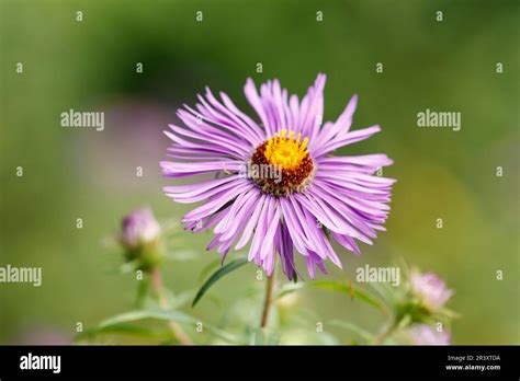 Aster novae-angliae, Symphyotrichum navae-angliae, Neuenglische Aster ...