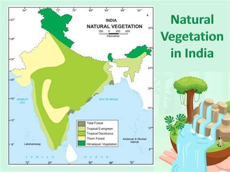 Types Of Natural Vegetation In India Ppt