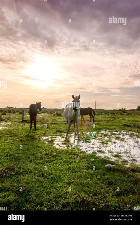 animals and landscapes representative of Colombian flora and fauna ...