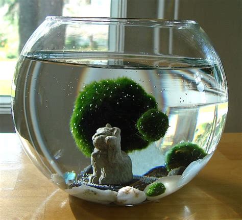 Marimo Terrarium