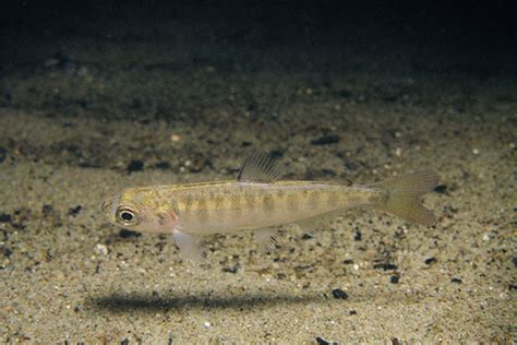 Chinook Salmon Habitat Restoration in Washington Sees Positive Results ...