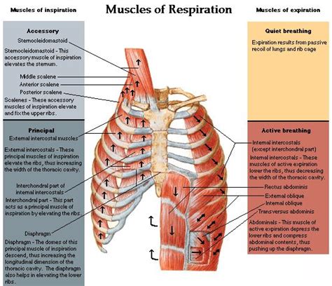 Accessory Muscles of Respiration