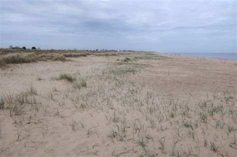 North Dene Dunes Growing Hugh Venables Cc By Sa Geograph